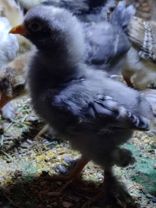 Хар хил зотли жужалар сотилади