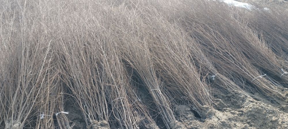 Mevali va manzarali koʻchatlari sotiladi