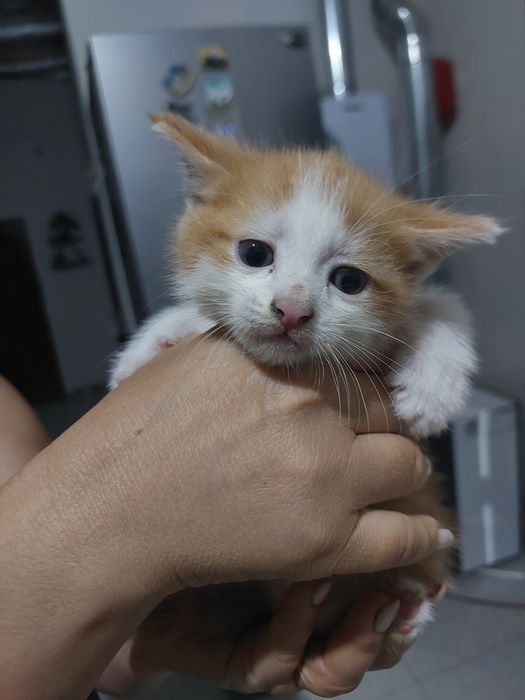 Продаётся котёнок