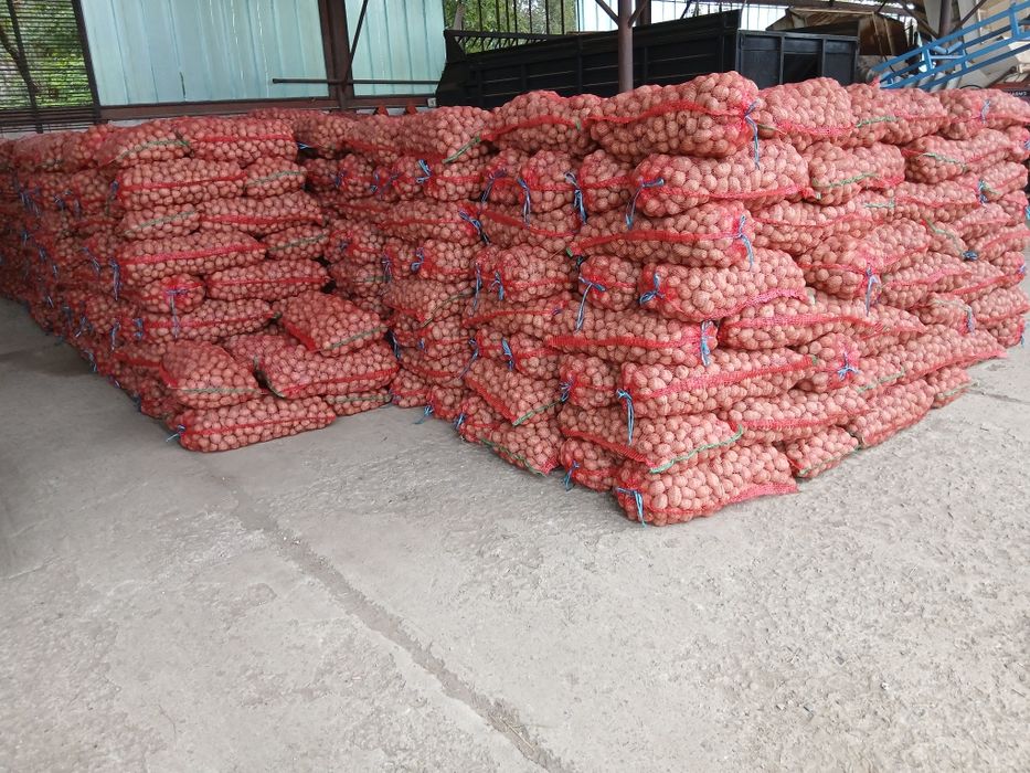 De vanzare cartofi samanta