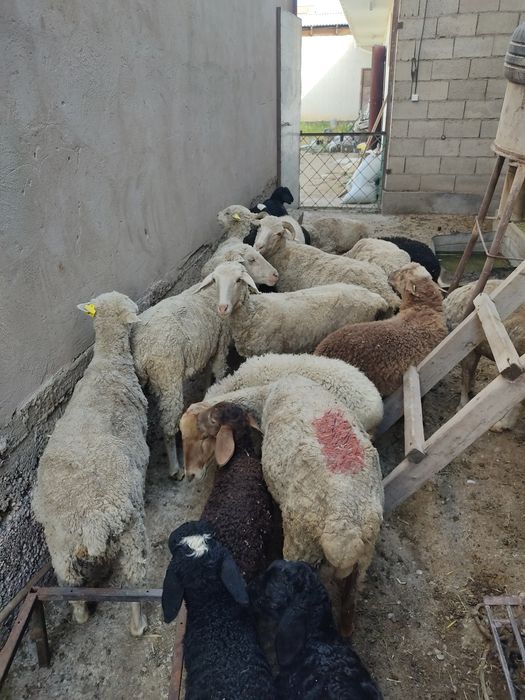 Малыш кой сатылады