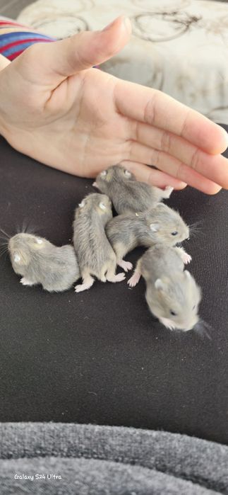 Малыши джунгарских хомячков