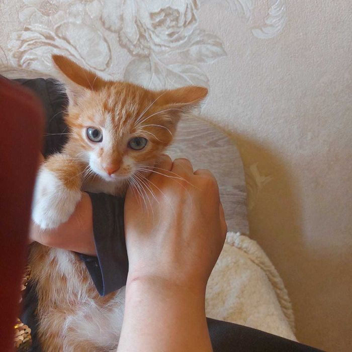 Котенок ищет дом