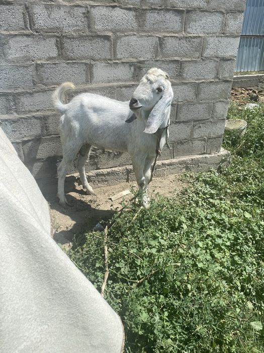 Нуб теке сатылады