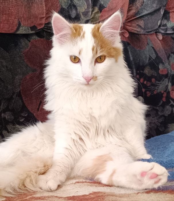 Котик мальчик 6 месяцев