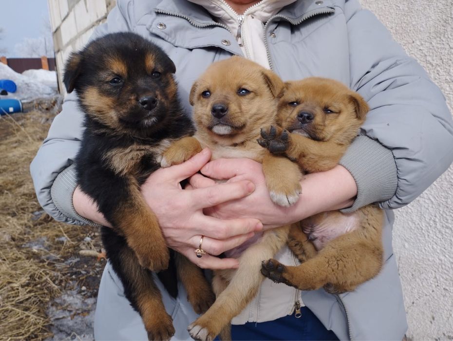 Отдам классных щенят карапузов