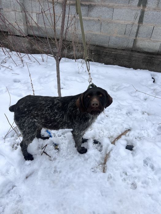 Продам Дратхаара