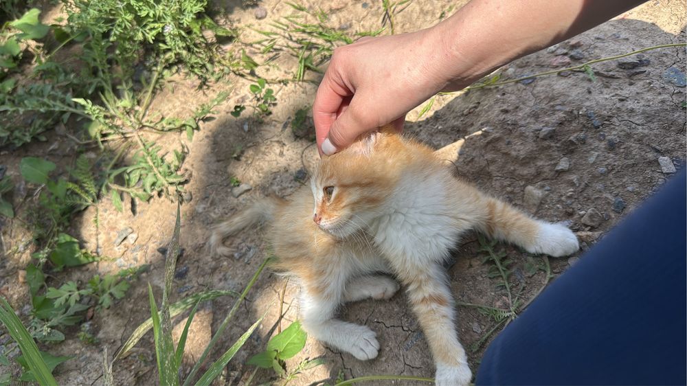 Отдам в добрые ручки котят