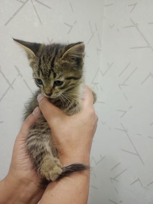Отдам котят в хорошие руки