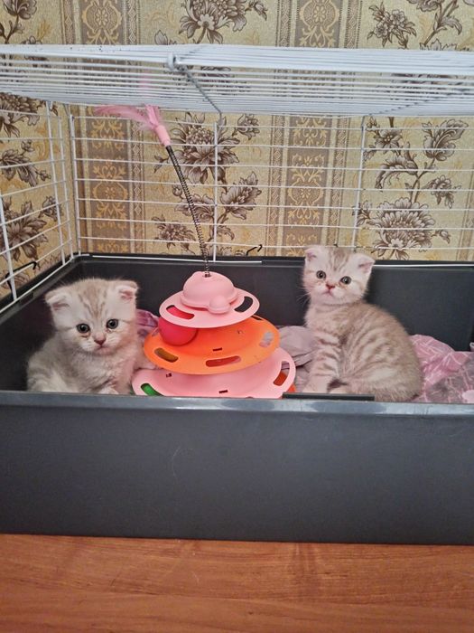 Продам шотландских вислоухих котят