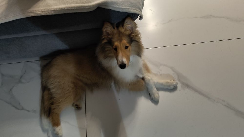 Pet sitter Cluj - cazare la casa