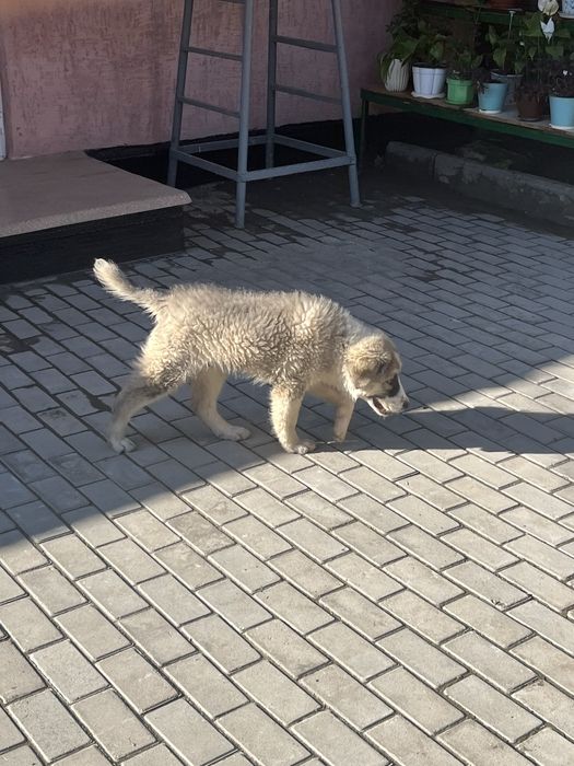 Алабай 3,5 месяца