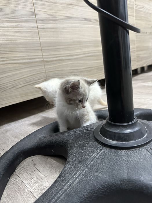 отдам котят в добрые руки.