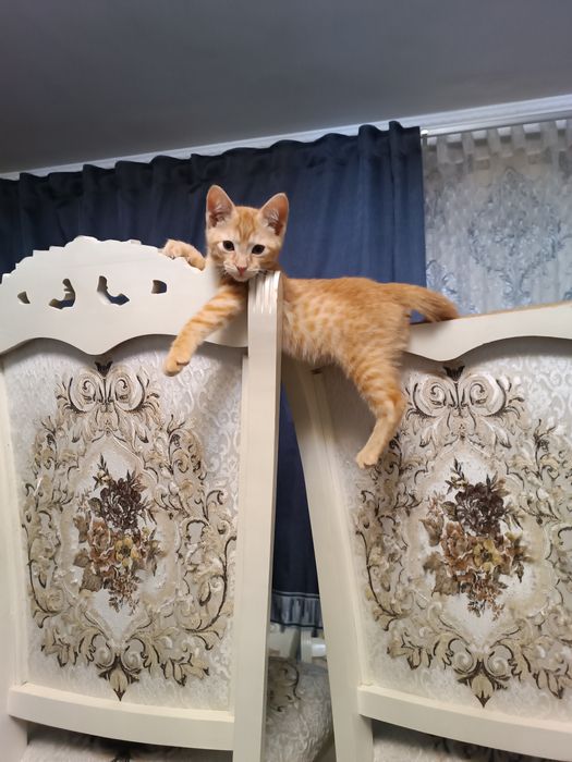 отдам в добрые ручки