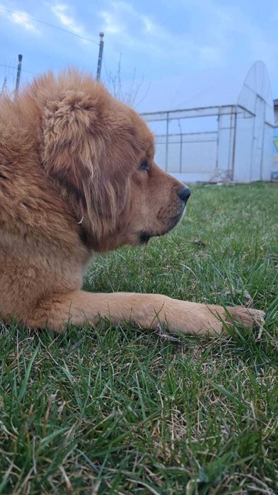 Golden-Mastiff 3 puiuti speciali