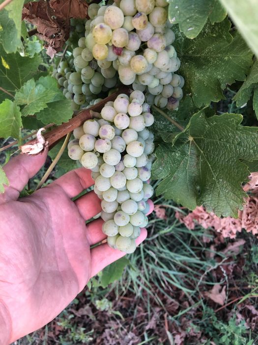 Struguri de vin