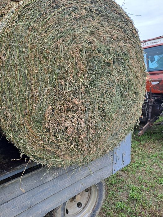 Baloti lucerna cal 1