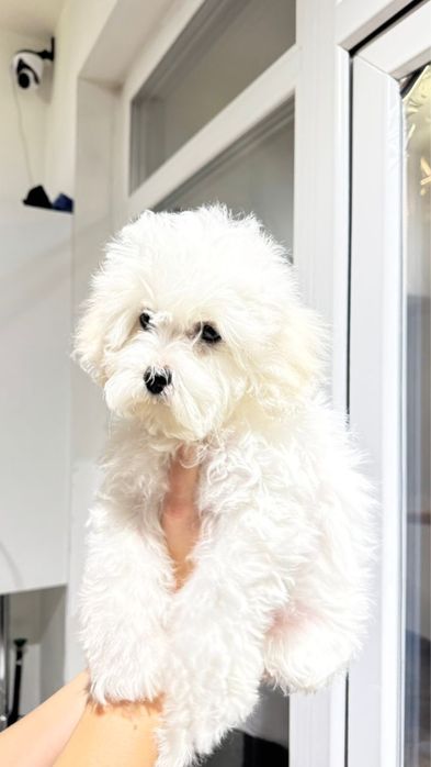 СРОЧНО ! Продаем милых  щенкоа Мальтипу