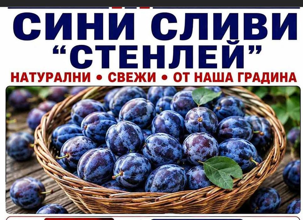 Сини сливи Стенлей за ракия с. РАКИТНИЦА, Община Стара Загора, тел. 0887828238