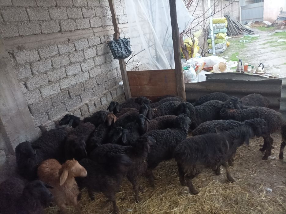 Kottaro Qozilar sotiladi