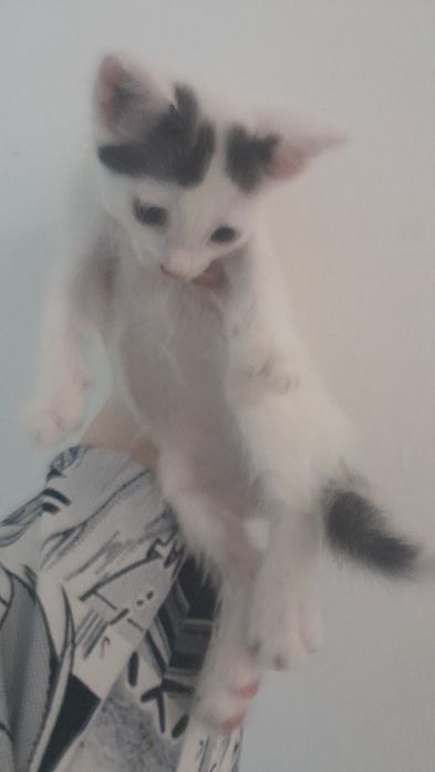 Котята в добрые руки анатолийская