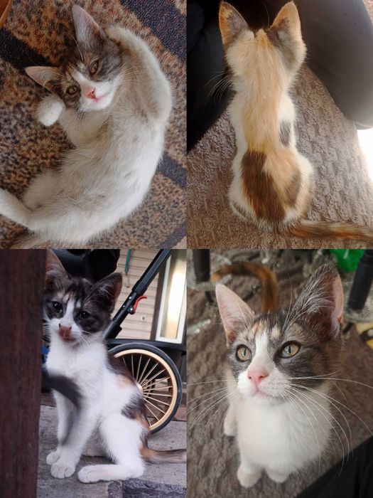 Котята (3 месяца)