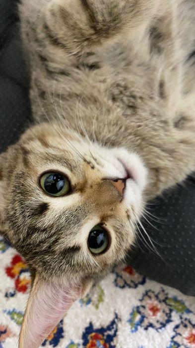 Отдам кошку в хорошие руки