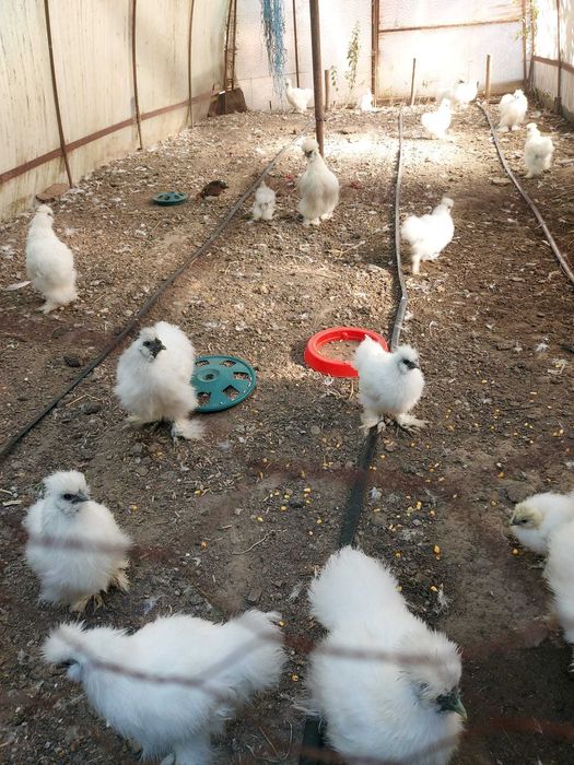 Vand gaini matase japoneza si pitice