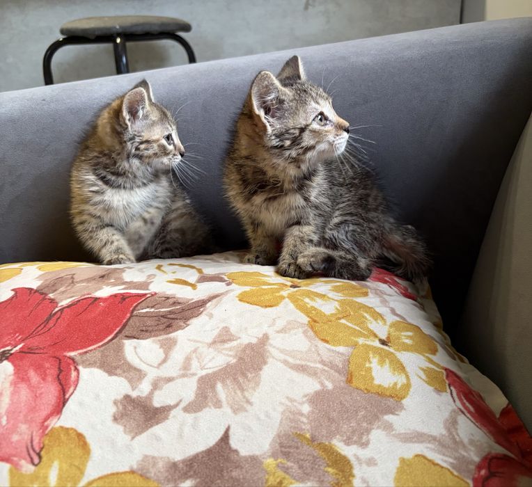 Котята  деврчки срочно ищут дом!