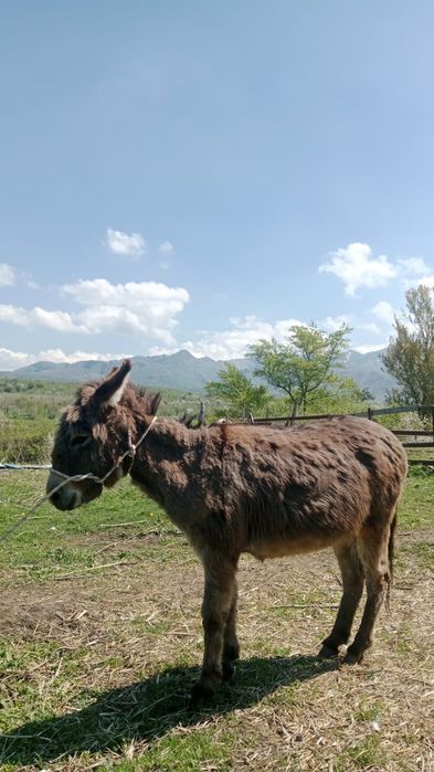 Продам ослиц срочно