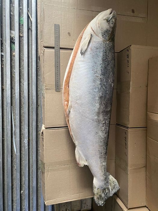 Рыба,балык. Лосось. Сёмга.( 9+) (12-14)