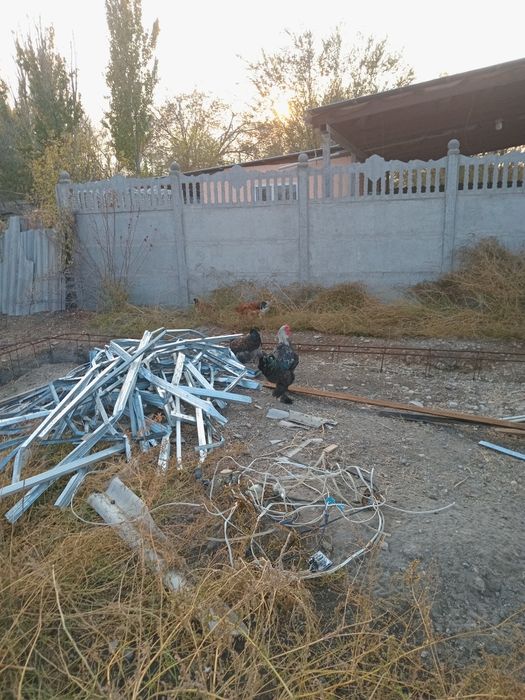 Петуха брамма продам.