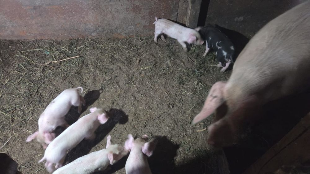 Продам свиней паросят