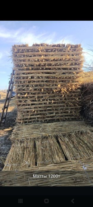 Продается Камыш 2.80х70 1500 т