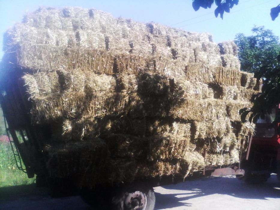 Vind baloți de grîu și ovăs, prețul variază  în funcție cantitate 0741