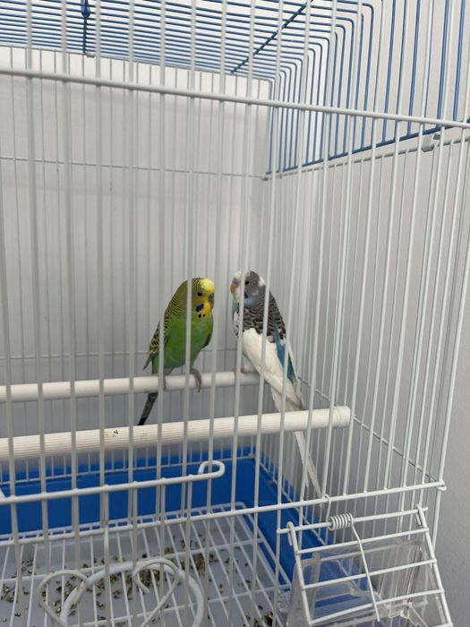 Попугай волнистые