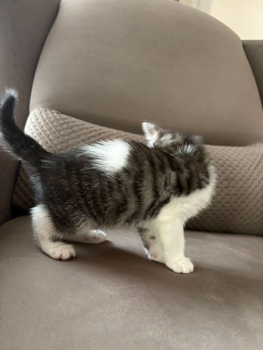 Отдаем котят в хорошие руки