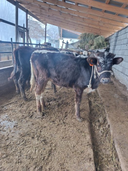 Бузаулар сатылады