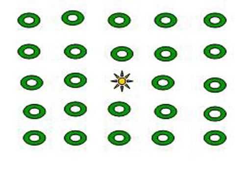 Продавам фиданки Шам фъстък Целогодишно разсаждане!