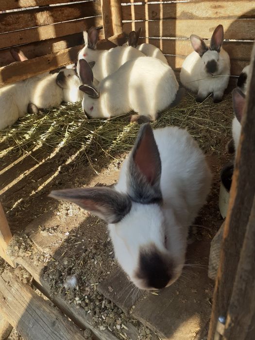 Vand iepuri californieni