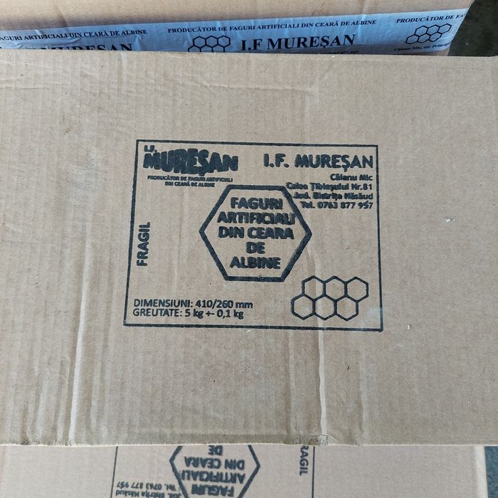 Foite ceara albina 1/1