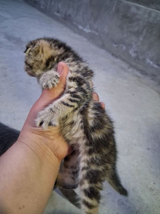 Shotlanskiy mushuk bolasi