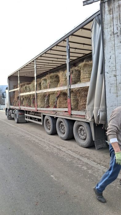 Baloti fan or Lucerna drept.500.Rotunzi min.40.La Tir in toata tara.
.