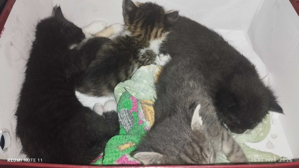 котята маленькие