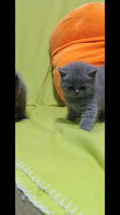 Чистокровные шотланки