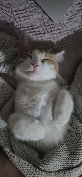 Отдам котенка, девочка
