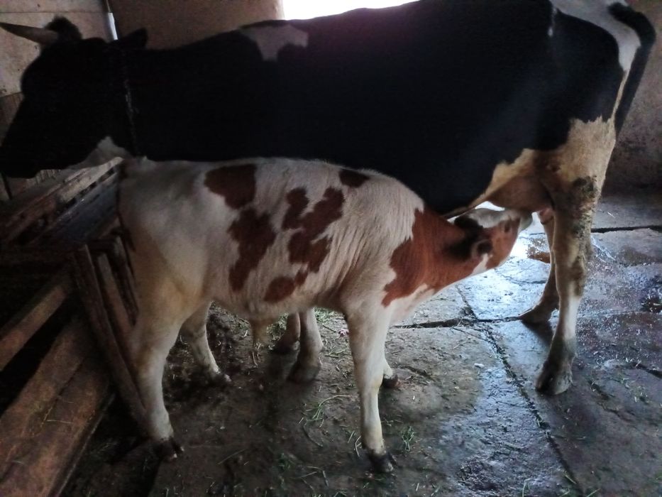 Vand vaca cu tăuras