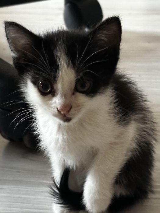 Отдам котят срочно 1.5 месяца