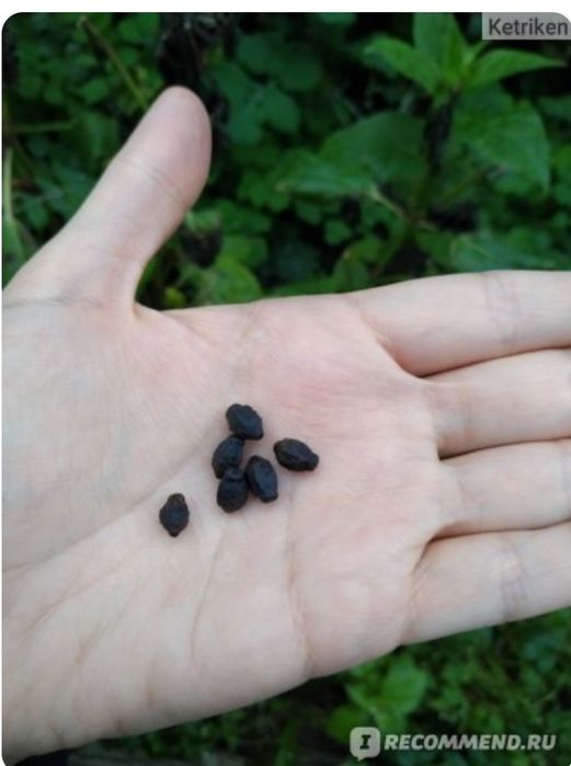 Сад, цветы, ландшафтные растения