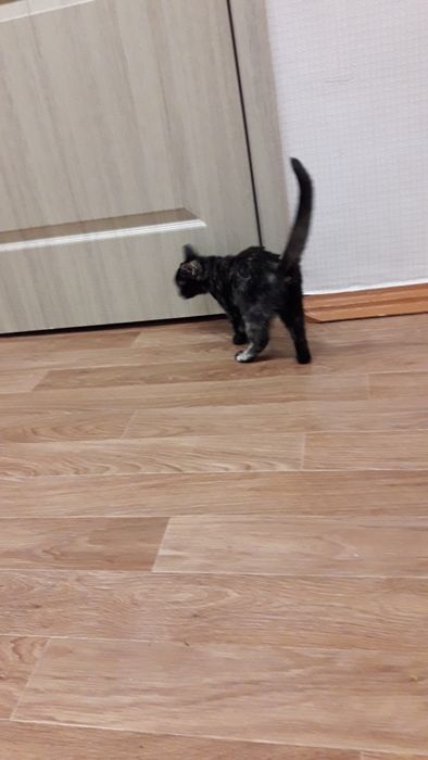 Отдам котеночка девочка